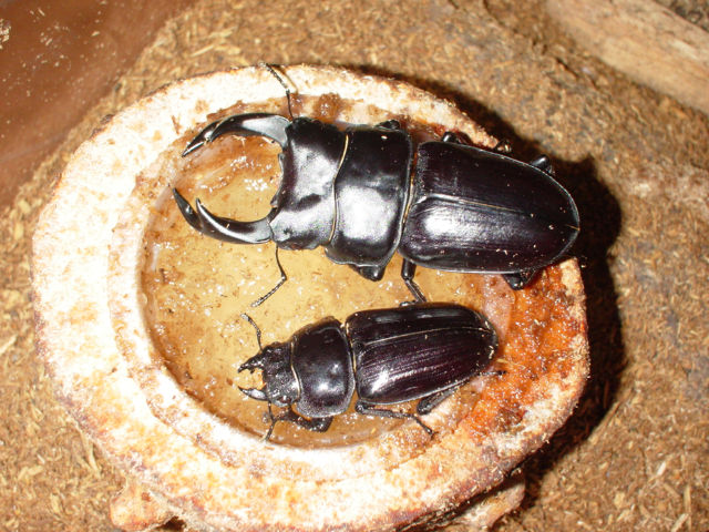 06オオクワペア